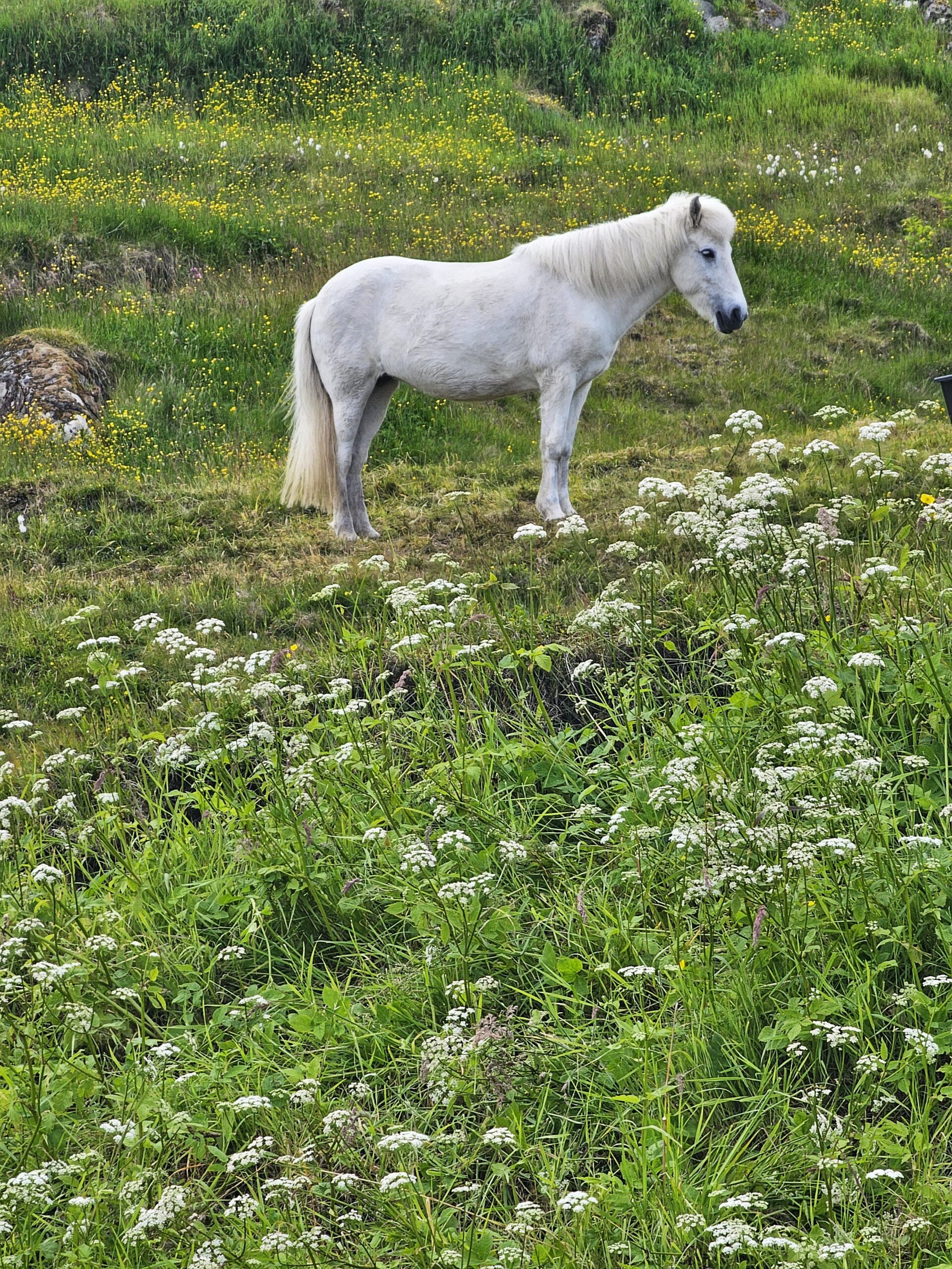 Weißes Pony auf einer Blumenwiese