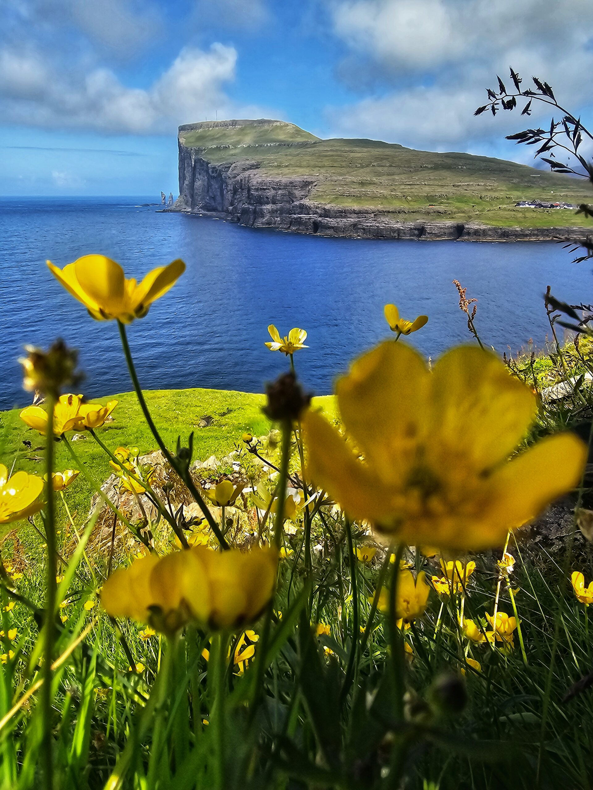 Grüne Steilküste über dem Meer, im Vordergrund gelbe Blumen